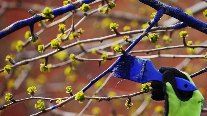 Rayakan Hari Bumi, Pohon di AS Dicat Jadi Biru A volunteer paints a tree blue outside the Peabody Essex Museum in celebration of Earth Day, as part of the public art installation