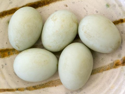 Resep Martabak Telur Mini