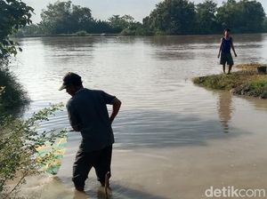 Melihat Keseruan Warga Lamongan Berburu Ikan Mabuk di Bengawan Solo