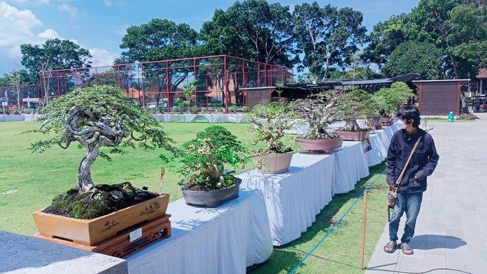 Pameran bonsai di Bangli digelar hingga 26 April 2022. Pengunjung nampak melihat-lihat bonsai yang dipamerkan