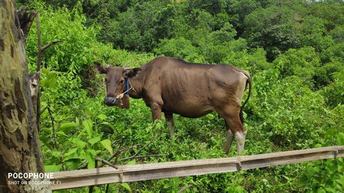 sapi di hutan