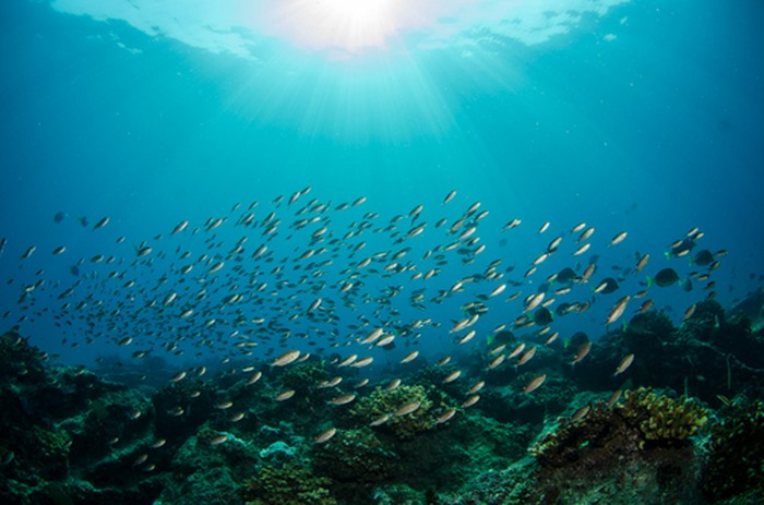 Foto Underwater