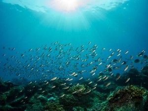 Tips Bikin Foto Underwater Pakai Ponsel yang Aman dan Ciamik