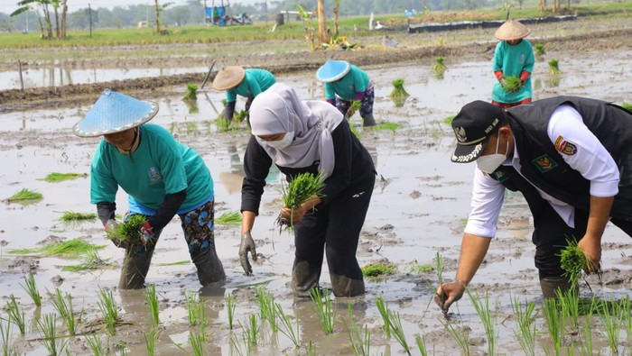 Gubernur Khofifah mulai tanam di lahan seluas 300 hektare di ngawi