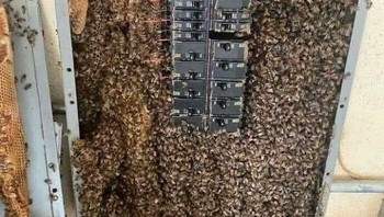 Kalau masalah seperti ini sepertinya lebih membutuhkan bantuan exterminator ketimbang staf IT. Foto: Reddit via Bored Panda