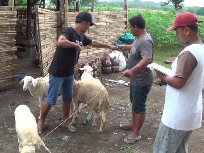 Warga Situbondo Buka Jasa Hotel Kambing untuk Para Pemudik