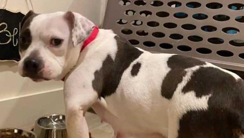Anjing Bella Anjing Bella