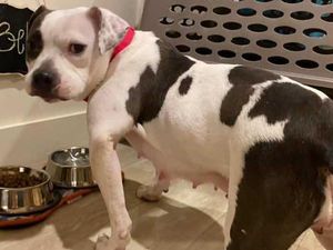 Kisah Anjing yang Kunyah Kaki Sendiri demi Bebas, Akhirnya Diadopsi