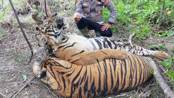 3 ekor harimau Sumatera ditemukan mati di Aceh Timur