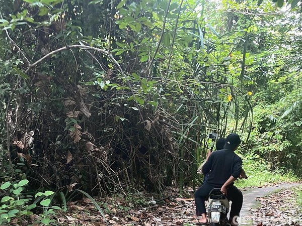 Cagar Alam Leuweung Sancang di Garut adalah kawasan konservasi. Namun, keleluasaan berlebih membuat kita bisa mengeksplornya menggunakan motor. Foto: (Ahmad Masaul Khoiri/detikcom)