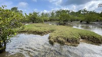 Di Pantai Cagar Alam Leuweung Sancang ada sepetak rumput hijau yang ajaib karena tumbuhan ini tak mati meski kadang terendam air laut. Oleh karena itu, rumput yang terlihat seperti rumput Jepang itu, juga dijadikan peziarah untuk berdoa. Foto: (Ahmad Masaul Khoiri/detikcom)