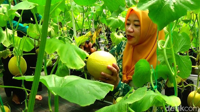 Budi daya melon jenis golden emerald dengan media tanam hidroponik dan sistem irigasi tetes di Banjarnegara, Minggu (24/4/2022).
