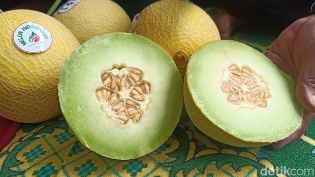 Budi daya melon jenis golden emerald dengan media tanam hidroponik dan sistem irigasi tetes di Banjarnegara, Minggu (24/4/2022).