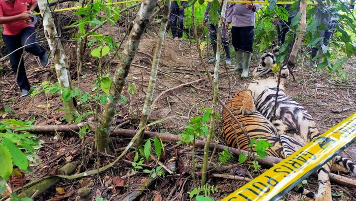 Harimau Sumatera ditemukan mati di Aceh Timur
