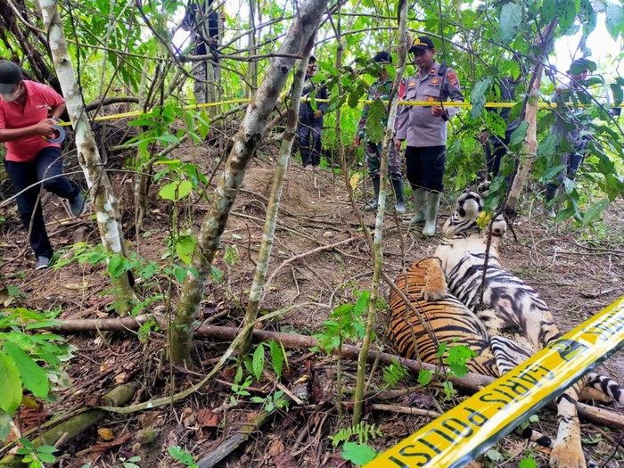 Harimau Sumatera ditemukan mati di Aceh Timur