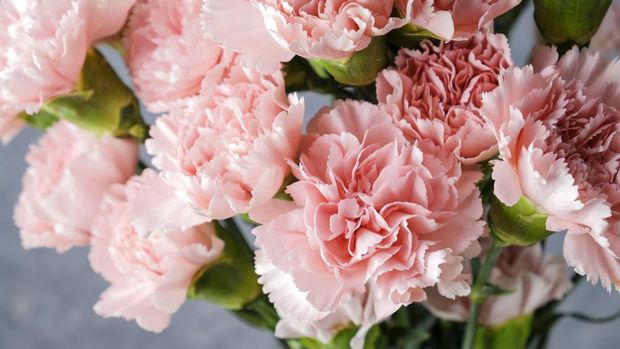 Pink carnation flowers in glass vase