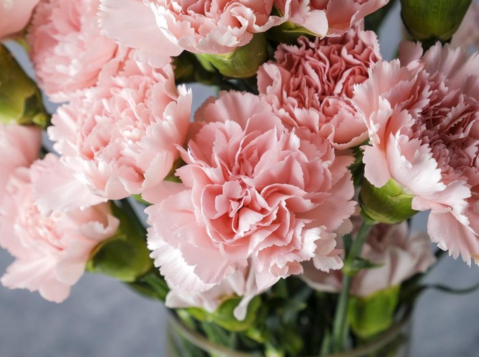 Pink carnation flowers in glass vase