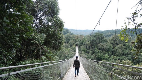 Jembatan Situ Gunung, Sukabumi berada di Taman Nasional Gunung Gede Pangrango. Jembatan ini menggantung sepanjang 240 meter, lebar dua meter dan membentang diketinggian 161 meter. Berani nggak melintas? (Siti Fatimah/detikJabar)