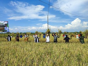 Gubernur Khofifah Panen Padi Sunggal, Hasilkan 8 Ton Per Hektare