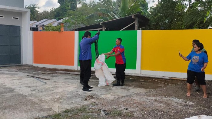 Petugas Damkar evakuasi ular kobra 2 meter di Soppeng.