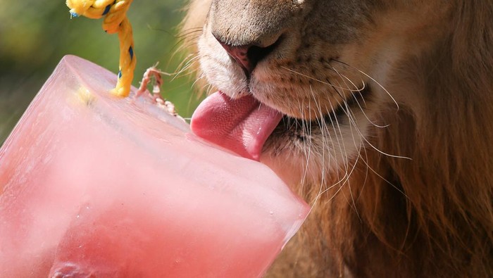 Potret Singa dan Jaguar Asik Makan Es di Tengah Cuaca Panas Meksiko Jaguars enjoy a frozen treat at the Animaya Zoo, in Merida, Mexico April 18, 2022. Picture taken April 18, 2022. REUTERS/Lorenzo Hernandez