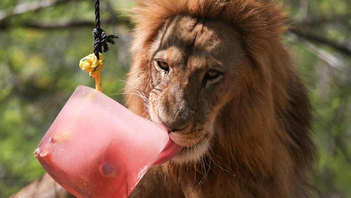 Potret Singa dan Jaguar Asik Makan Es di Tengah Cuaca Panas Meksiko Jaguars enjoy a frozen treat at the Animaya Zoo, in Merida, Mexico April 18, 2022. Picture taken April 18, 2022. REUTERS/Lorenzo Hernandez