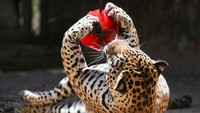 Seekor jaguar terlihat asik bermain sambil menjilati es yang digantung.