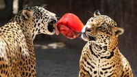 Dua ekor jaguar terlihat asik menjilati es yang digantung. Camilan yang digantung ini juga mendorong hewan untuk beraktivitas fisik.