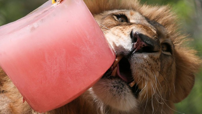 Jaguars enjoy a frozen treat at the Animaya Zoo, in Merida, Mexico April 18, 2022. Picture taken April 18, 2022. REUTERS/Lorenzo Hernandez