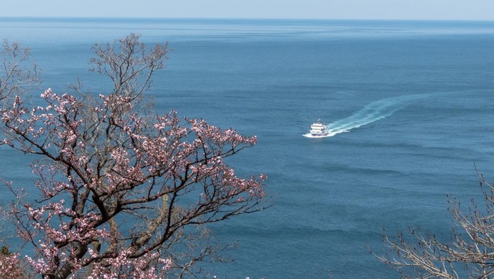 Cherry blossom is a sign of spring in Japan and there is a huge build up to the time when the trees start blossoming.