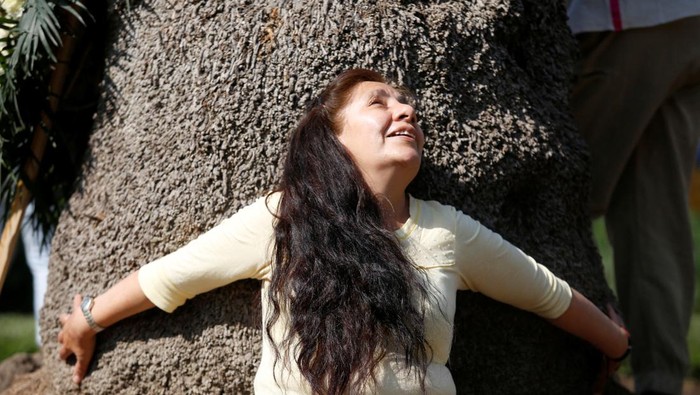 Tangis-Peluk Warga Meksiko, Berpisah dengan Pohon Palem yang Mau Ditebang People hug a palm tree known as La Palma, located in the iconic Reforma avenue, during a goodbye ceremony in Mexico City, Mexico April 24, 2022. The palm tree will be chopped later today due to a fungus plague affecting thousands of palm trees. REUTERS/Gustavo Graf