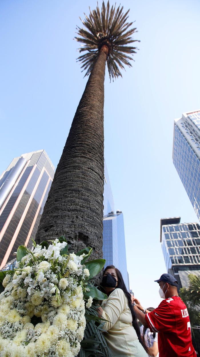 Tangis-Peluk Warga Meksiko, Berpisah dengan Pohon Palem yang Mau Ditebang People hug a palm tree known as La Palma, located in the iconic Reforma avenue, during a goodbye ceremony in Mexico City, Mexico April 24, 2022. The palm tree will be chopped later today due to a fungus plague affecting thousands of palm trees. REUTERS/Gustavo Graf