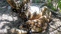 Sebanyak Tiga ekor harimau Sumatera (Panthera tigris sumatrae) yang terdiri dari satu ekor induk betina, satu ekor anak harimau jantan dan satu ekor belum diketahui jenis kelaminnya ditemukan mati. 