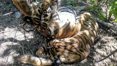 Induk dan Anak Harimau Sumatera Mati Terkena Jerat di Aceh