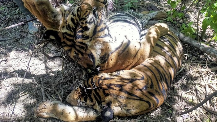 Kondisi bangkai harimau Sumatera (Panthera tigris sumatrae) yang ditemukan mati terkena jerat di kawasan hutan PT Aloer Timur Desa Sri Mulya, Kecamatan Peunaron, Kabupaten Aceh Timur, Aceh, Minggu, (24/04/2022). Sebanyak Tiga ekor harimau Sumatera (Panthera tigris sumatrae) yang terdiri dari satu ekor induk betina, satu ekor anak harimau jantan dan satu ekor belum diketahui jenis kelaminnya ditemukan mati diduga akibat terkena jerat babi. ANTARA FOTO/Weinko Andika/Lmo/foc.