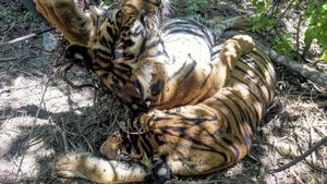 Induk dan Anak Harimau Sumatera Mati Terkena Jerat di Aceh