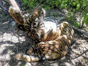 BKSDA Usut Kematian 3 Harimau Sumatera di Aceh Timur