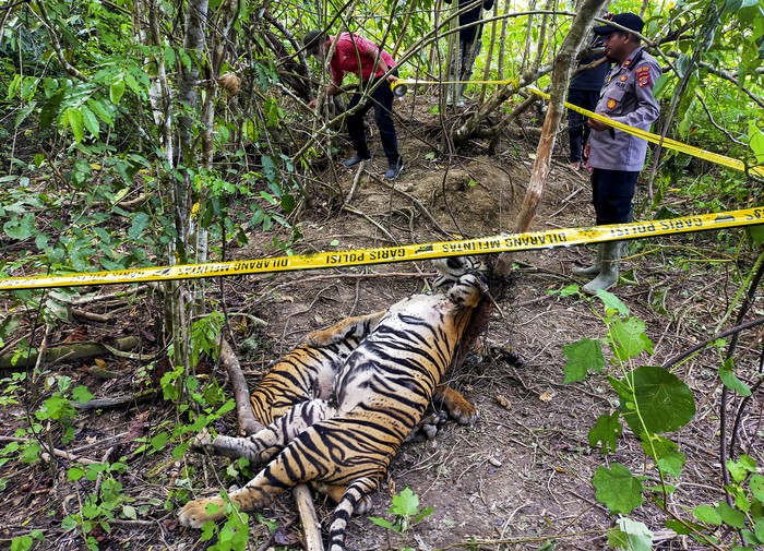 Kondisi bangkai harimau Sumatera (Panthera tigris sumatrae) yang ditemukan mati terkena jerat di kawasan hutan PT Aloer Timur Desa Sri Mulya, Kecamatan Peunaron, Kabupaten Aceh Timur, Aceh, Minggu, (24/04/2022). Sebanyak Tiga ekor harimau Sumatera (Panthera tigris sumatrae) yang terdiri dari satu ekor induk betina, satu ekor anak harimau jantan dan satu ekor belum diketahui jenis kelaminnya ditemukan mati diduga akibat terkena jerat babi. ANTARA FOTO/Weinko Andika/Lmo/foc.
