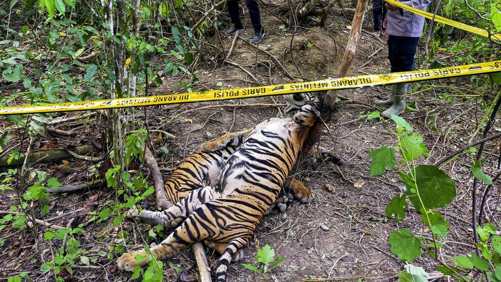 Polisi Tetapkan 2 Tersangka Kasus 3 Harimau Mati Kena Jerat di Aceh