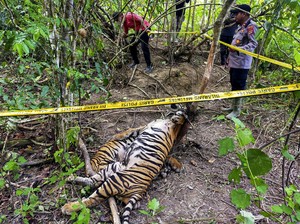3 Harimau di Aceh Timur Mati Terjerat, 2 Orang Jadi Tersangka