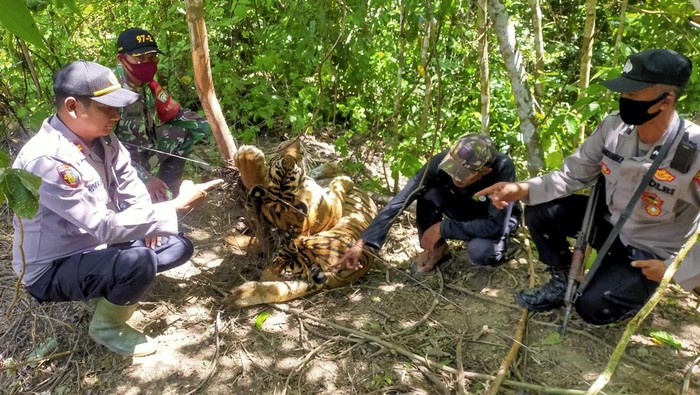 Kondisi bangkai harimau Sumatera (Panthera tigris sumatrae) yang ditemukan mati terkena jerat di kawasan hutan PT Aloer Timur Desa Sri Mulya, Kecamatan Peunaron, Kabupaten Aceh Timur, Aceh, Minggu, (24/04/2022). Sebanyak Tiga ekor harimau Sumatera (Panthera tigris sumatrae) yang terdiri dari satu ekor induk betina, satu ekor anak harimau jantan dan satu ekor belum diketahui jenis kelaminnya ditemukan mati diduga akibat terkena jerat babi. ANTARA FOTO/Weinko Andika/Lmo/foc.