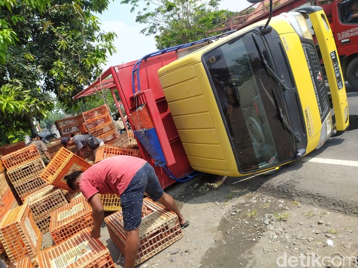 Truk muat ayam terguling di Jombang
