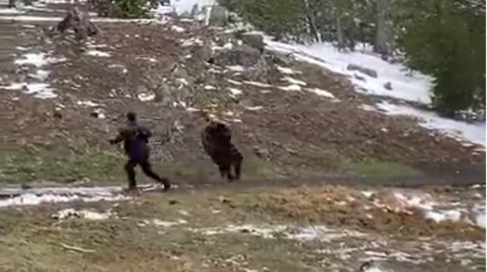 Turis dikejar bison demi konten