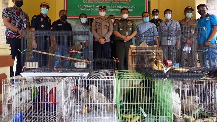 Kepala BBKSDA Papua Barat Budi Mulyanto (lima kanan) bersama pemangku kepentingan dan penegak hukum (Gakum) berpose di depan barang bukti pengungkapan kasus penyelundupan Satwa dilindungi di kantor Balai Besar Konservasi Sumber Daya Alam (BBKSDA) Papua Barat di Kota Sorong, Papua Barat, Jumat (22/4/2022). BBKSDA Papua Barat bersama stakeholder terkait berhasil menggagalkan penyelundupan 97 Satwa dilindungi dari KM Labobar Asal Jayapura yaitu dua ekor Mambruk Ubiat (Goura Cristata), 11 ekor Cendrawasih kuning kecil (Paradisaea minor), 11 ekor Nuri bayan (Eclectus roratus), 13 ekor Nuri coklat (Chalcopsitta duivenbodel), 40 ekor Kasturi Kepala hitam (Lorius lory), tujuh ekor Kakak tua koki (cacatua galería), enam ekor Nuri Kelam (Pseudeos Fuscata), lima ekor Perkici Pelangi (Trichoglossus haematodus), satu ekor Nuri Kabare (Psittrichas fulgidus) dan satu ekor Jagal Papua (cracticus cassicus) bersama satu orang pelaku berinisial HT yang merupakan anak buah kapal. ANTARA FOTO/Olha Mulalinda/rwa.