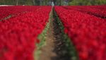 Waah Gilak! Lautan Bunga Tulip Bermekaran di Belgia Bikin Kesengsem