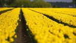 Waah Gilak! Lautan Bunga Tulip Bermekaran di Belgia Bikin Kesengsem