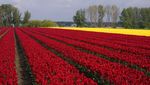 Waah Gilak! Lautan Bunga Tulip Bermekaran di Belgia Bikin Kesengsem