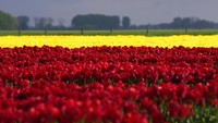 Ini dia lansekap bunga tulip yang bermekaran di sebuah ladang Meerdonk, Belgia, Senin (25/4/2022).