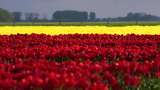 Waah Gilak! Lautan Bunga Tulip Bermekaran di Belgia Bikin Kesengsem