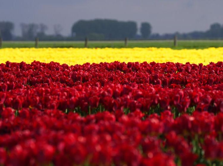 Waah Gilak! Lautan Bunga Tulip Bermekaran di Belgia Bikin Kesengsem